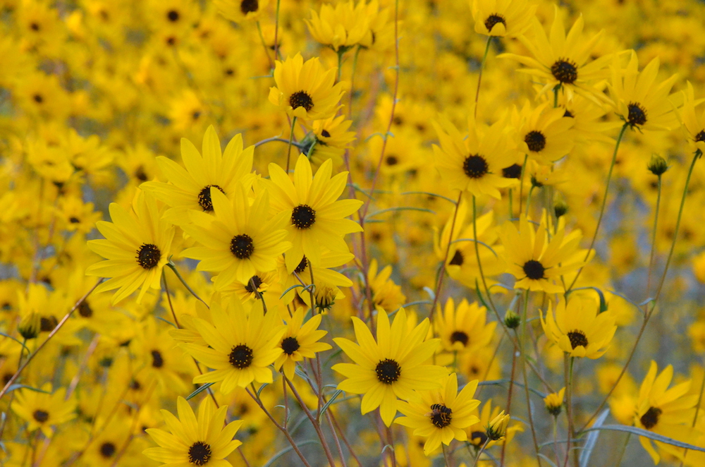 Delmarva Native Plants